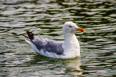 Close-up of duck swimming in lake