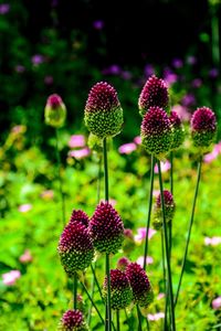 Close-up of flowering plant on field