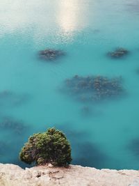 High angle view of trees by a lake