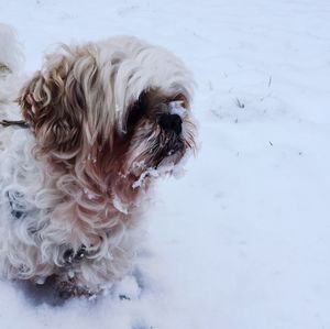 High angle view of dog