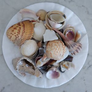 High angle view of shells on table