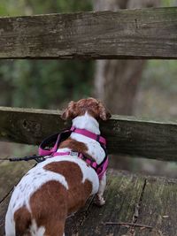 Dog lying down on railing