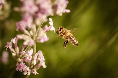 Close-up of bee pollinating on pink flower