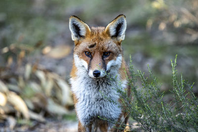 Fox standing on field