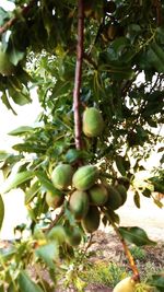 Close-up of fruit growing on tree