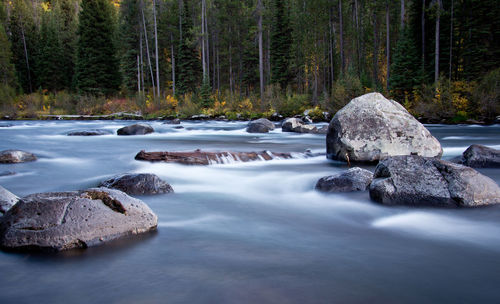 Rocks in river at forest