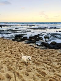 View of a dog on beach