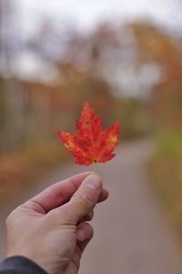 Close-up of hand holding maple leaf during autumn