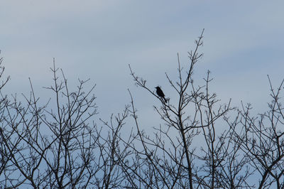 Low angle view of birds perching on bare tree against sky