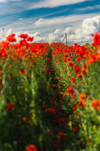 Close-up of red poppy flowers in field