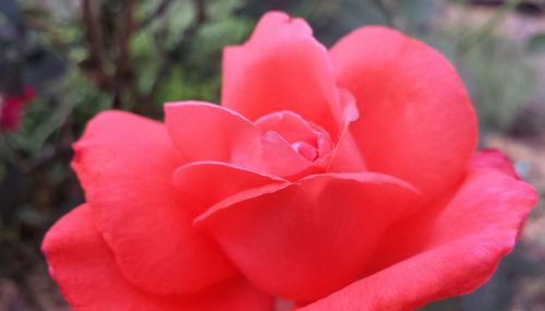 Close-up of pink rose blooming outdoors