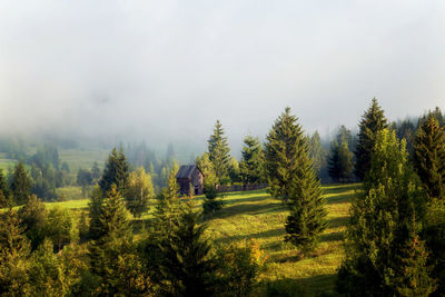 Panoramic view of pine trees in forest against sky