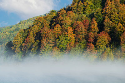 Mysterious fog over tranquil autumn trees and the lake. autumn trees, morning fog.