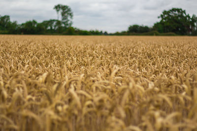 Scenic view of wheat field against sky