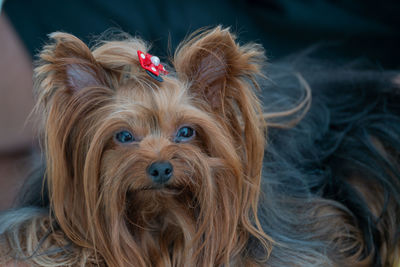 Close-up portrait of a dog