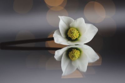 Close-up of white flower on table