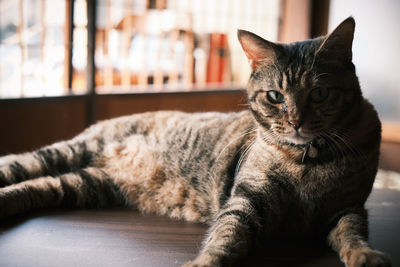 Close-up of tabby cat at home