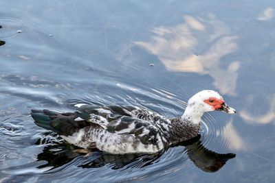 High angle view of duck swimming in lake