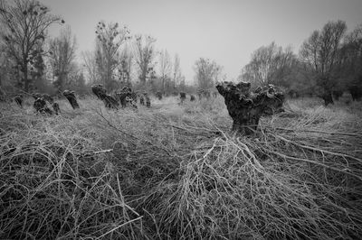 Panoramic shot of trees on field against sky