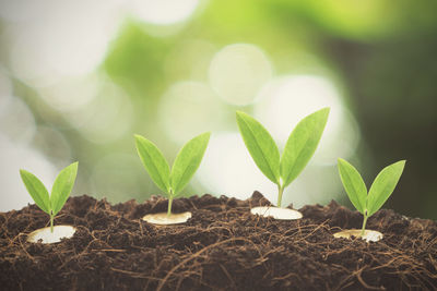 Close-up of plants growing on field