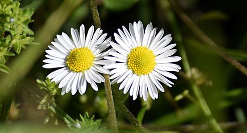 Close-up of flowers blooming outdoors