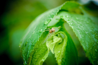 Close-up of insect on plant