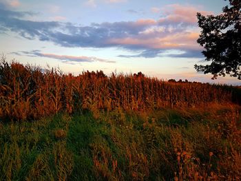 Scenic view of wheat field against sky during sunset