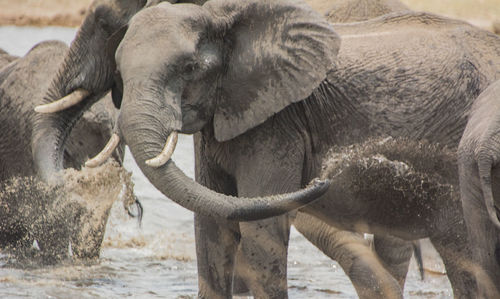 View of elephant drinking water