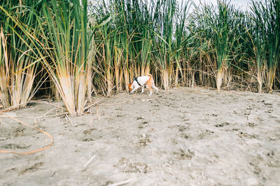 Rear view of man sitting on sand