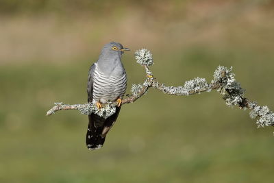 A common cuckoo perched