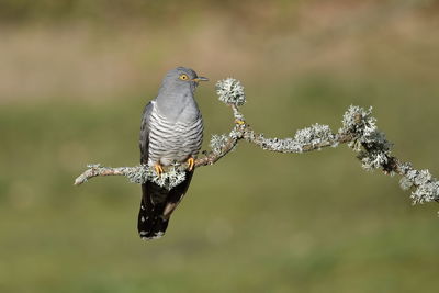 Close-up of bird perching on a tree