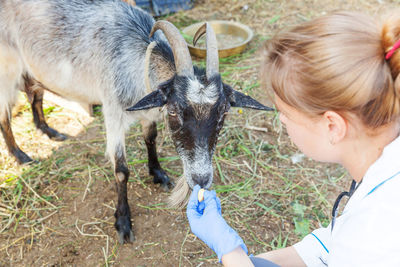 High angle view of woman with goat