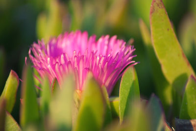 Close-up of pink flower