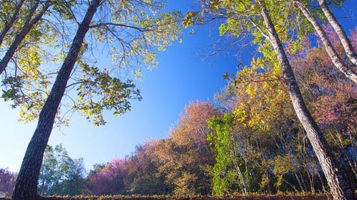 Low angle view of maple tree against sky