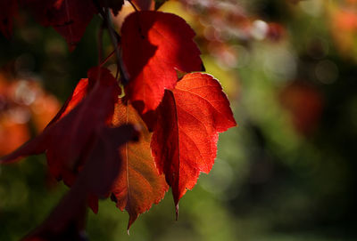 Close-up of red autumn leaf