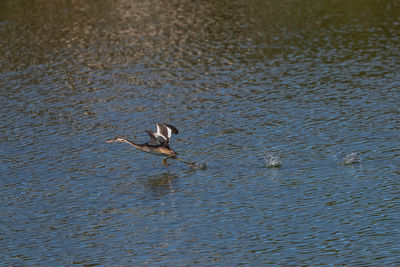 Bird lying over lake