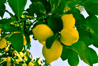 Low angle view of fruits on tree