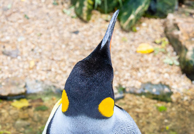 Close up of a bird
