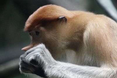 Close-up of monkey