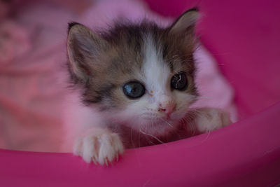 Close-up portrait of kitten