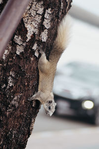 Close-up of a cat on tree trunk