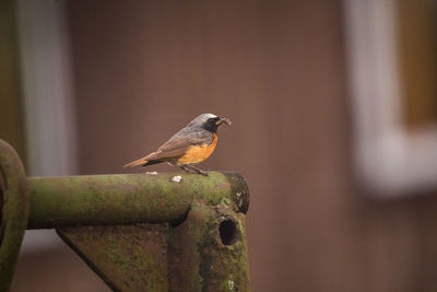 Close-up of bird perching on wall