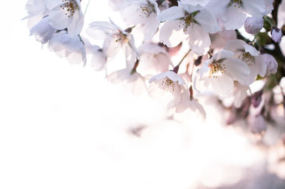 Close-up of cherry blossoms in spring