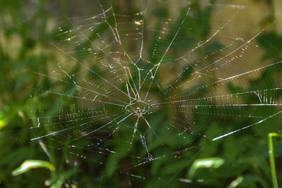 Close-up of spider web