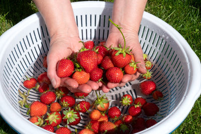 Cropped hand of woman picking strawberries
