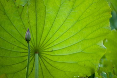 Close-up of fresh green leaf