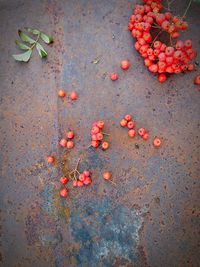 Close-up of red flowers