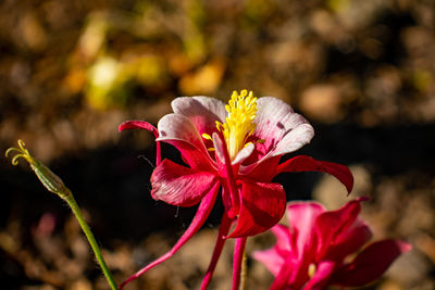 Close-up of red flowering plant