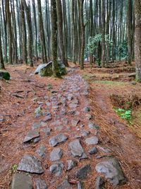 Trees in forest