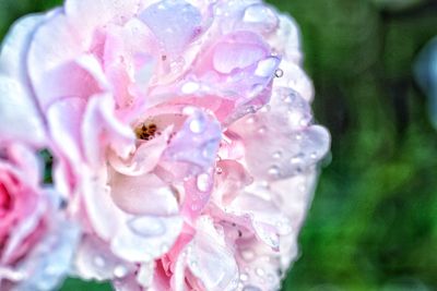 Close-up of wet pink flower blooming outdoors
